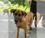 Small #2 Mutt