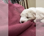 Small Photo #4 Poodle (Miniature) Puppy For Sale in TIPPECANOE, IN, USA