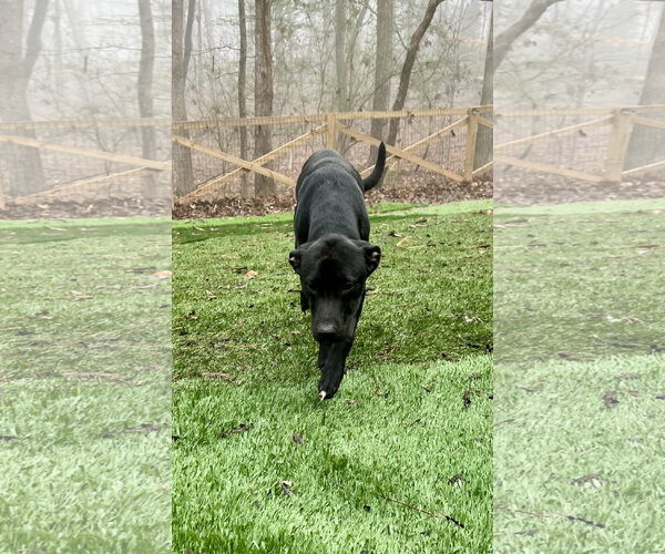 Medium Photo #2 Labrador Retriever-Unknown Mix Puppy For Sale in Ball Ground, GA, USA