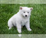 Small #1 Pomsky