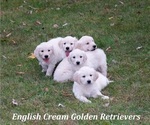 Small #1 English Cream Golden Retriever