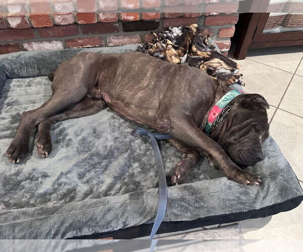 Medium Photo #10 Mutt Puppy For Sale in Lake Forest, CA, USA