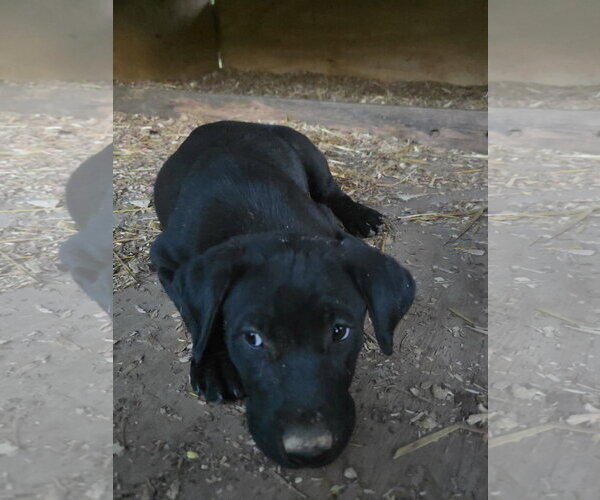 Medium Photo #2 Labrador Retriever-Unknown Mix Puppy For Sale in Kannapolis, NC, USA