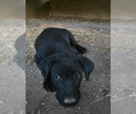 Small #1 Labrador Retriever Mix