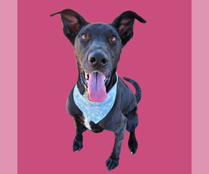 Great Dane-Unknown Mix Dogs for adoption in Bakersfield, CA, USA