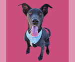 Small Great Dane Mix