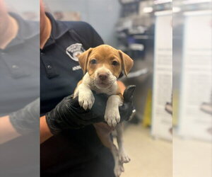 Mutt Dogs for adoption in Stockton, CA, USA