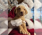 Small Photo #8 Labrador Retriever Puppy For Sale in NEOLA, WV, USA