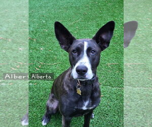 Alberta - Female Mutt Dog for Adoption - Photo #12