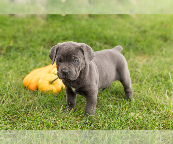 Medium Photo #2 Cane Corso Puppy For Sale in BOURBON, IN, USA