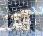 Small #1 Chihuahua Mix