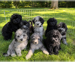 Small #37 Cavapoo (Miniature)