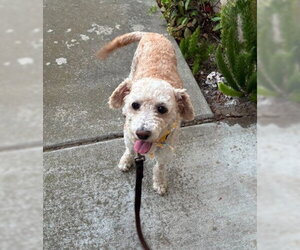 Bella - Female Poodle (Miniature) Dog for Adoption - Photo #4