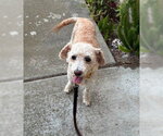 Small #3 Poodle (Miniature)