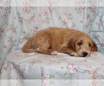 Small Photo #4 Goldendoodle Puppy For Sale in BLOOMINGTON, IN, USA
