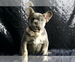 Small #2 French Bulldog