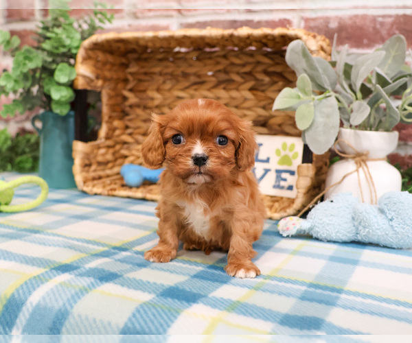 Medium Photo #1 Cavalier King Charles Spaniel Puppy For Sale in SYRACUSE, IN, USA
