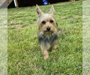 Mutt Dogs for adoption in Greenville, SC, USA