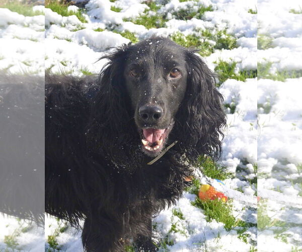 Medium Photo #1 English Springer Spaniel Puppy For Sale in Flushing, NY, USA