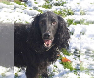 English Springer Spaniel Dogs for adoption in Flushing, NY, USA