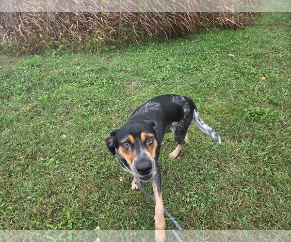 Medium Photo #3 Mutt Puppy For Sale in Rustburg, VA, USA
