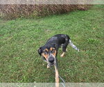 Small Photo #3 Mutt Puppy For Sale in Rustburg, VA, USA