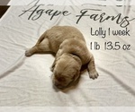 Small Photo #10 Golden Retriever Puppy For Sale in CARTHAGE, MO, USA