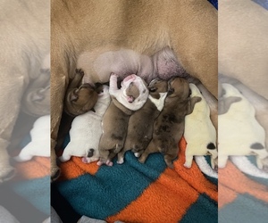 English Bulldog Puppy for sale in MERCED, CA, USA