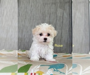 Maltipoo Puppy for sale in BRANSON WEST, MO, USA
