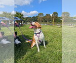 Small Photo #2 Collie-Unknown Mix Puppy For Sale in Landenberg, PA, USA