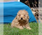 Small #2 Goldendoodle (Miniature)