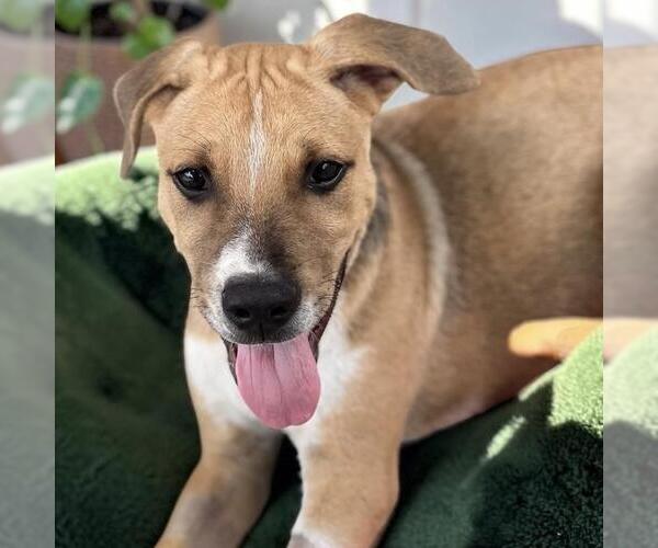 Medium Photo #2 Mutt Puppy For Sale in San Diego, CA, USA