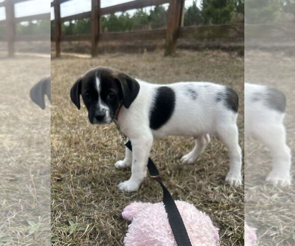 Medium Photo #4 Mutt Puppy For Sale in Tarrytown, GA, USA