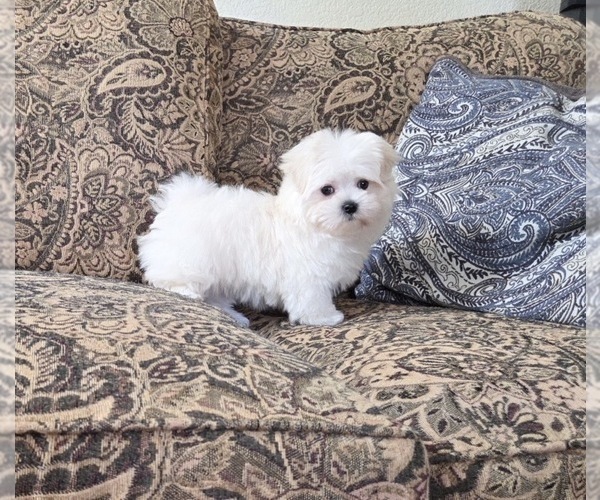 Medium Photo #3 Maltese Puppy For Sale in SANTA CLARITA, CA, USA