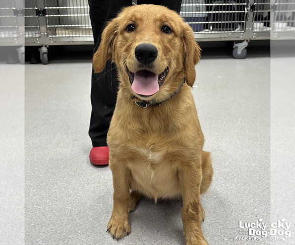 Medium Photo #2 Golden Retriever-Unknown Mix Puppy For Sale in Washington, DC, USA