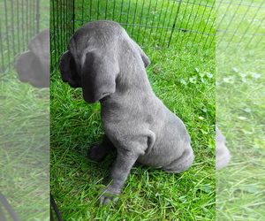 Cane Corso Puppy for sale in MEADOWVIEW, VA, USA