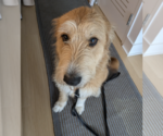 Small Poodle (Standard) Mix