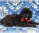 Small Photo #7 Poodle (Miniature) Puppy For Sale in KINZERS, PA, USA