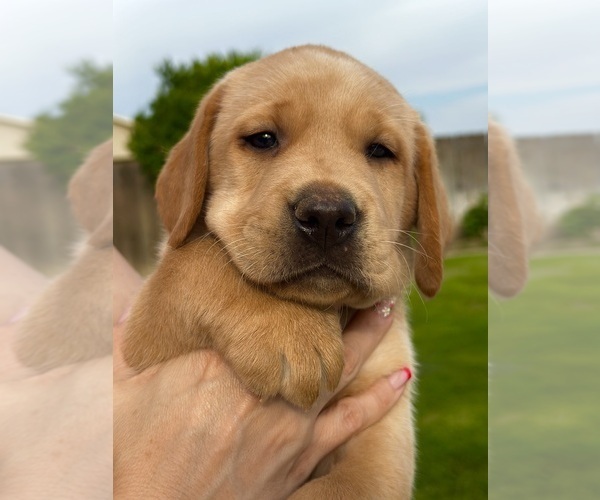 Medium Photo #3 Labrador Retriever Puppy For Sale in TURLOCK, CA, USA