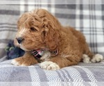 Small #11 Labradoodle