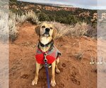 Small Photo #141 Beagle-Unknown Mix Puppy For Sale in Kanab, UT, USA