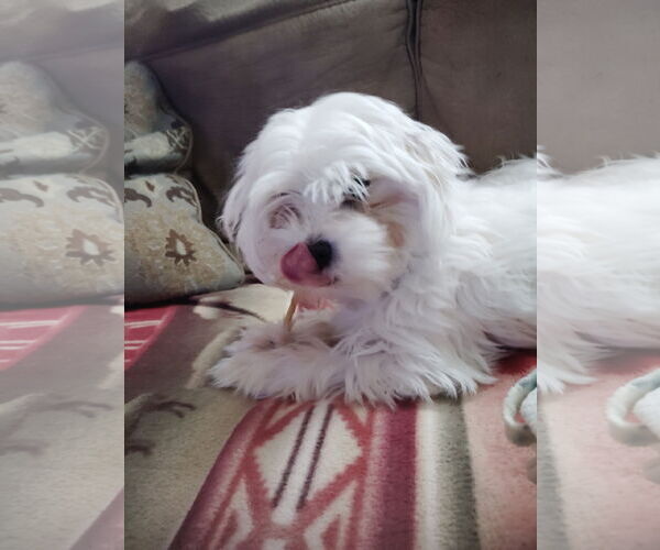 Medium Photo #3 Maltese Puppy For Sale in St. Louis Park, MN, USA