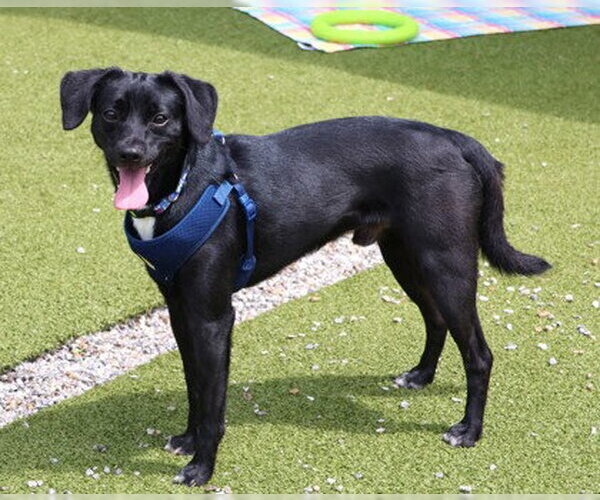 Medium Photo #6 Beagle-Unknown Mix Puppy For Sale in Rockaway, NJ, USA