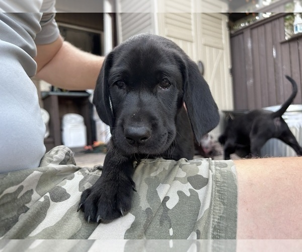 Medium Photo #17 German Shorthaired Lab Puppy For Sale in TACOMA, WA, USA