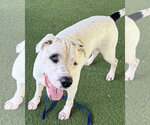 Small #2 American Bulldog-Argentinian Mastiff Mix