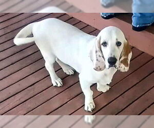 Basset Hound Dogs for adoption in Deepwater, NJ, USA