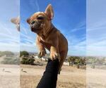 Small Photo #6 French Bulldog Puppy For Sale in APPLE VALLEY, CA, USA