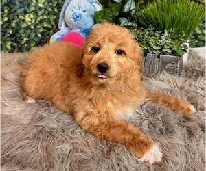 Goldendoodle (Miniature) Puppy for sale in INDIANAPOLIS, IN, USA