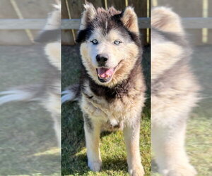 Thunder - Male Alaskan Malamute Dog for Adoption - Photo #2