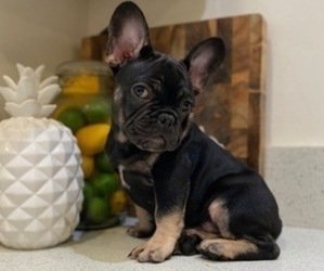 French Bulldog Puppy for sale in SAN DIEGO, CA, USA